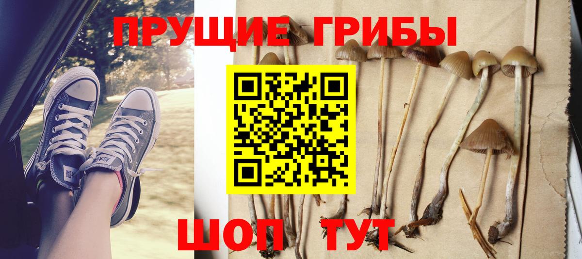 Псилоцибиновые грибы Psilocybe Артёмовский